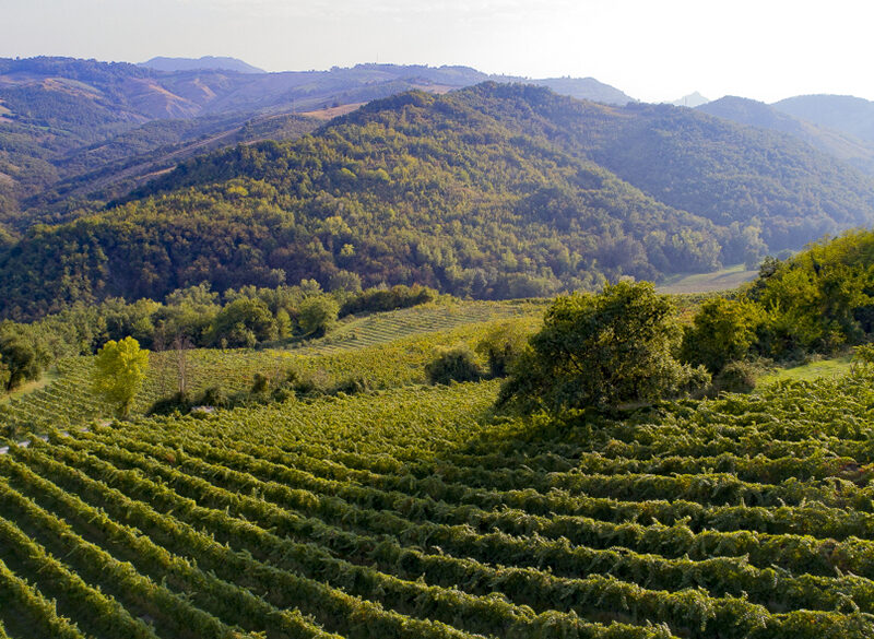 Barbaterre, la via emiliana al Pinot nero