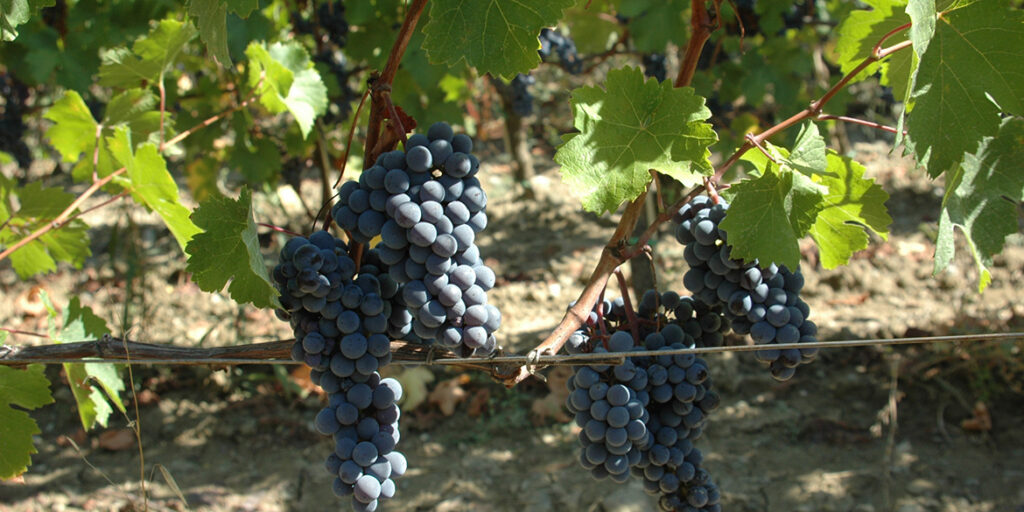 SuperTuscan: quali prospettive per Merlot & Co?
