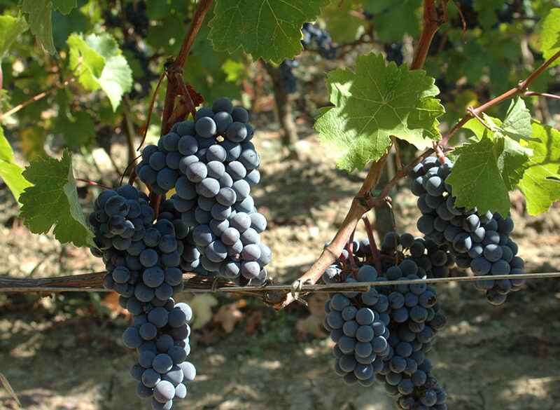 SuperTuscan: quali prospettive per Merlot & Co?