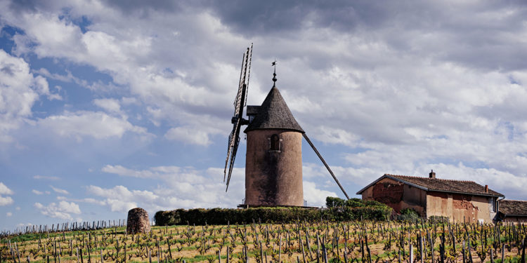 Cap Moulin-à-Vent, 13 produttori di Beaujolais insieme nel nome dei terroir