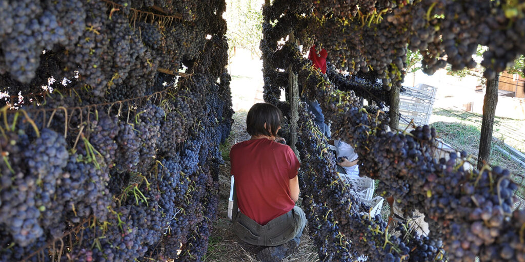 Gli interpreti del vino naturale in Toscana: dal Giglio a Massa Marittima