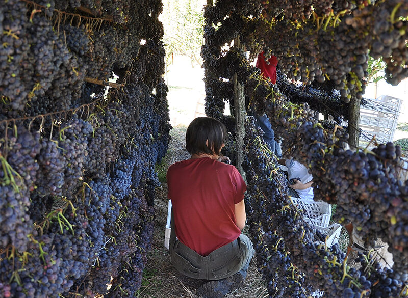 Gli interpreti del vino naturale in Toscana: dal Giglio a Massa Marittima