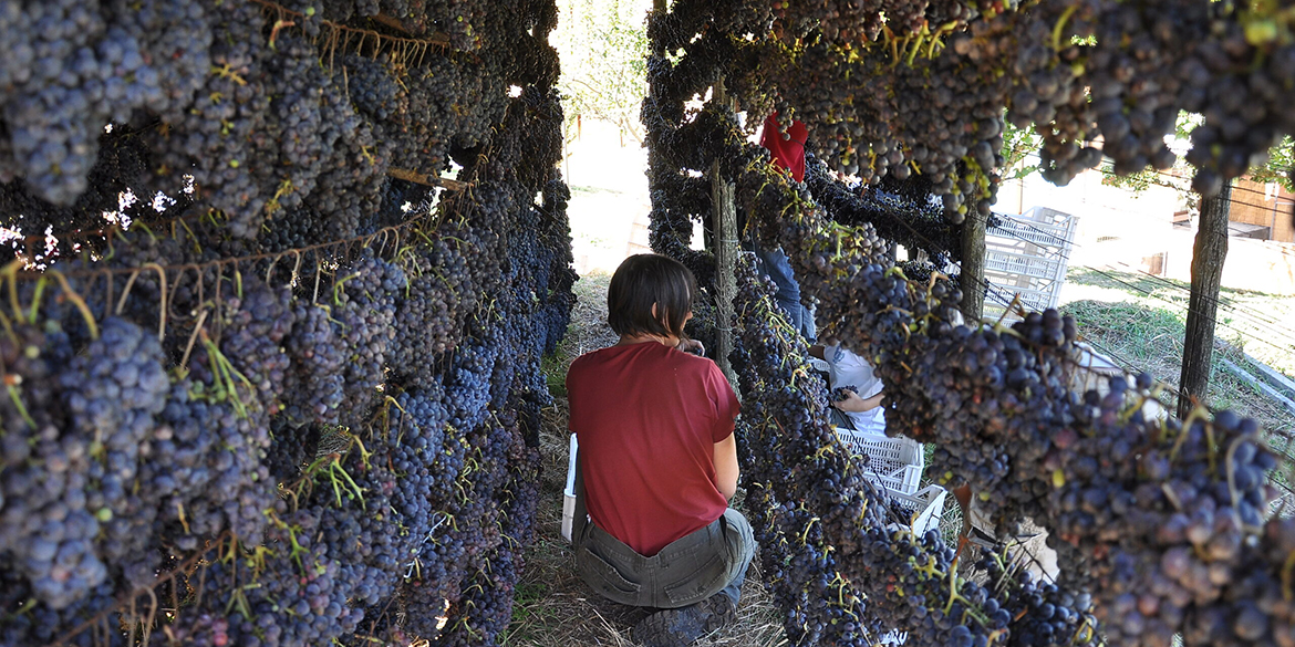 Gli interpreti del vino naturale in Toscana: dal Giglio a Massa Marittima
