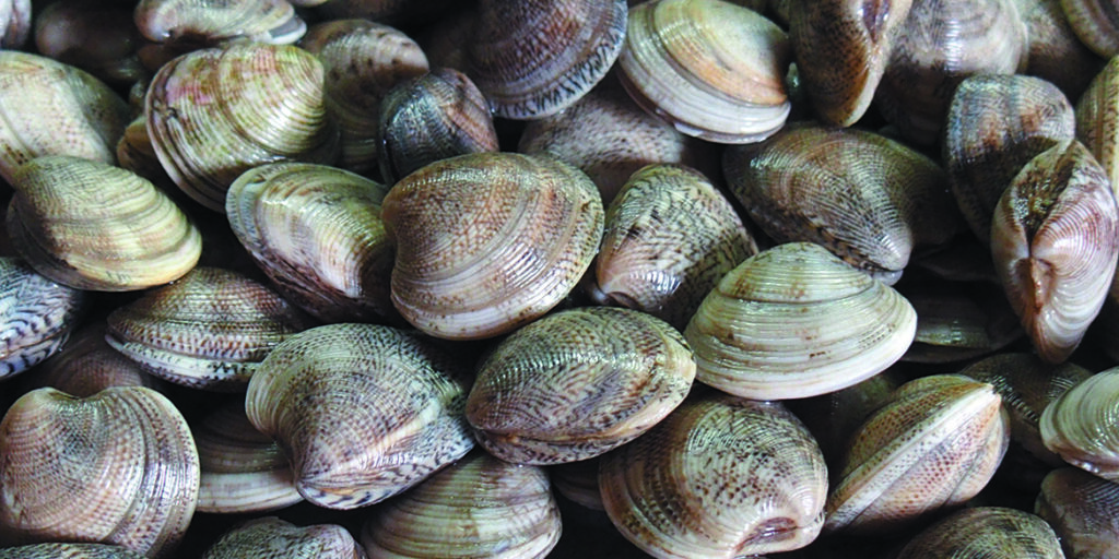 Nelle vongole si sente il sapore del mare pulito