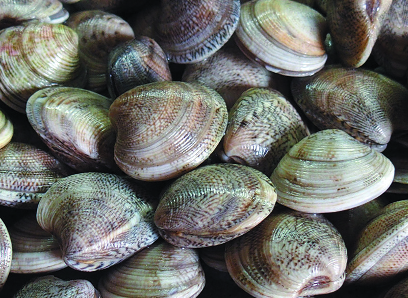 Nelle vongole si sente il sapore del mare pulito