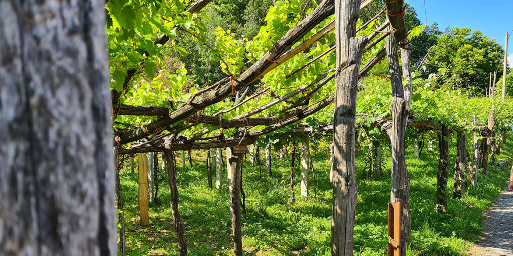 L’Alto Piemonte alla riscossa