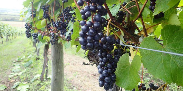 Cos’è lo Yamasachi, la nuova uva autoctona del Giappone