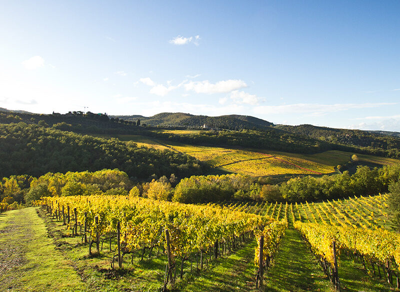 Lamole di Lamole, la finezza del Chianti Classico che nasce in altitudine