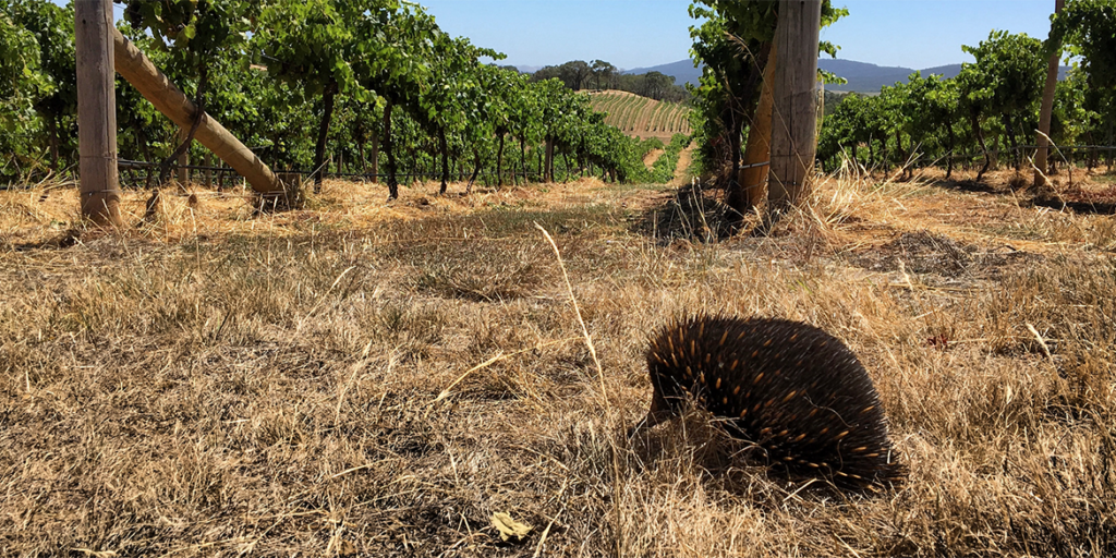I canguri di Chapoutier: eccellenti espressioni di Rodano a testa in giù