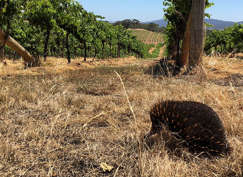 I canguri di Chapoutier: eccellenti espressioni di Rodano a testa in giù