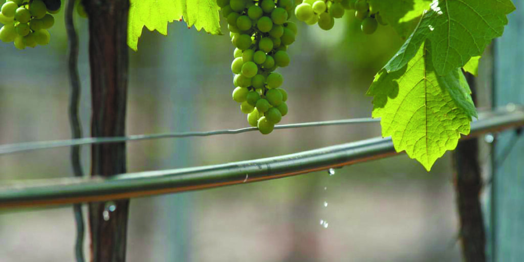 Acqua nel vigneto. L’irrigazione? Necessaria ma mirata