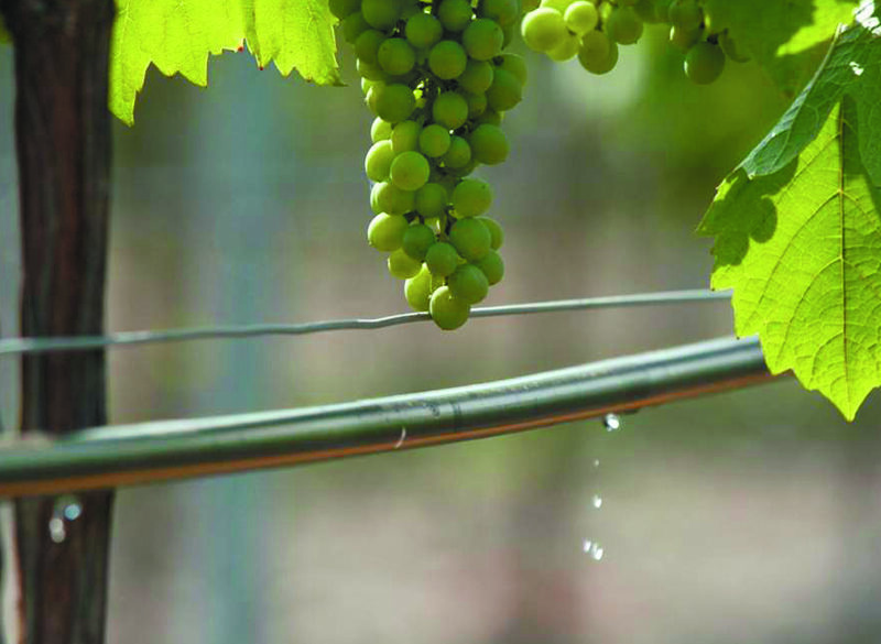 Acqua nel vigneto. L’irrigazione? Necessaria ma mirata