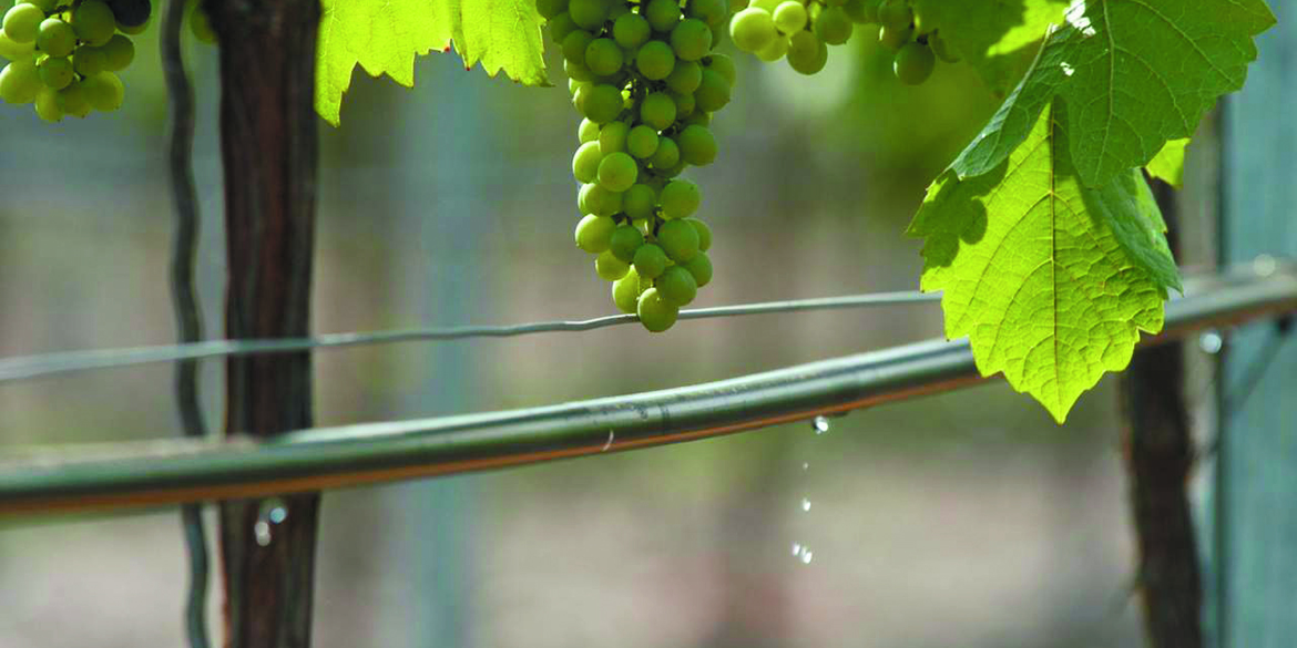 Acqua nel vigneto. L’irrigazione? Necessaria ma mirata