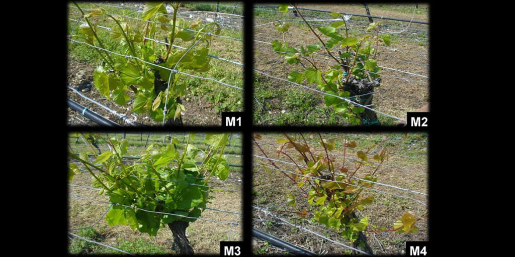 Le virtù dei portinnesti M “misurate” in vigna