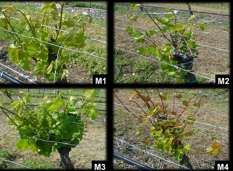 Le virtù dei portinnesti M “misurate” in vigna