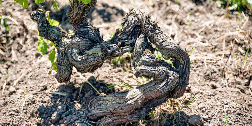 Le viti franche di piede e la cultura del terroir