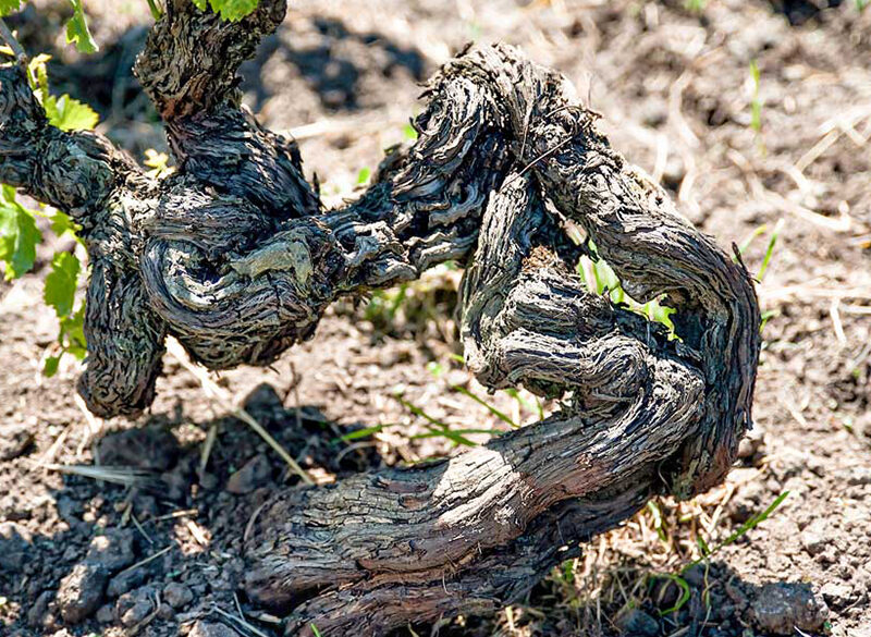Le viti franche di piede e la cultura del terroir