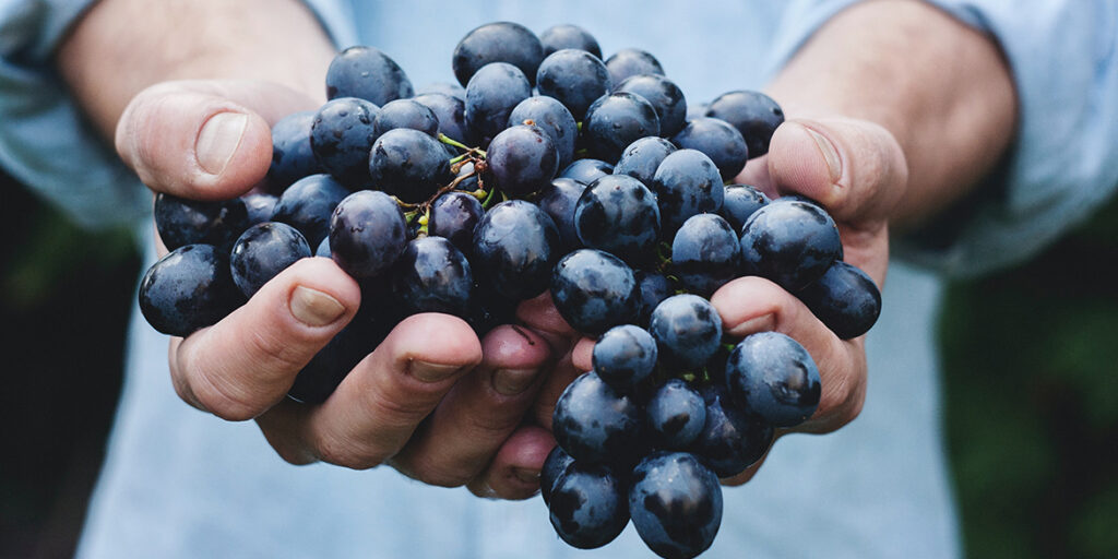 Tracciare il vino con la scienza e la tecnologia