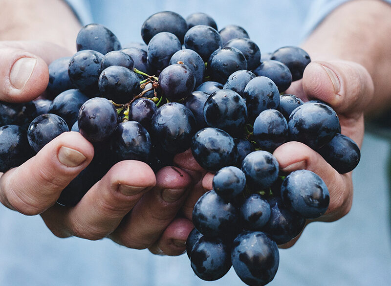 Tracciare il vino con la scienza e la tecnologia