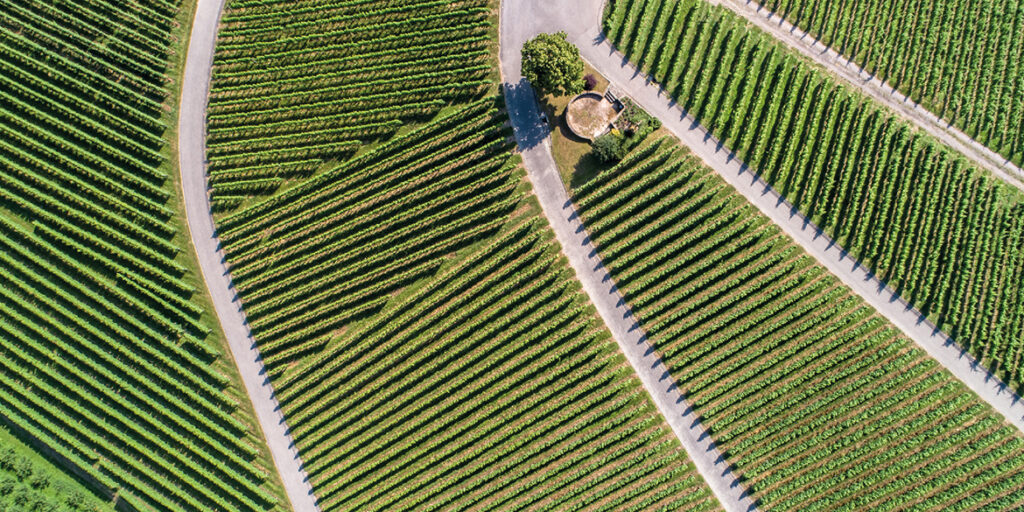 Rapporto AGRIcoltura100: quanto sono sostenibili le aziende italiane?