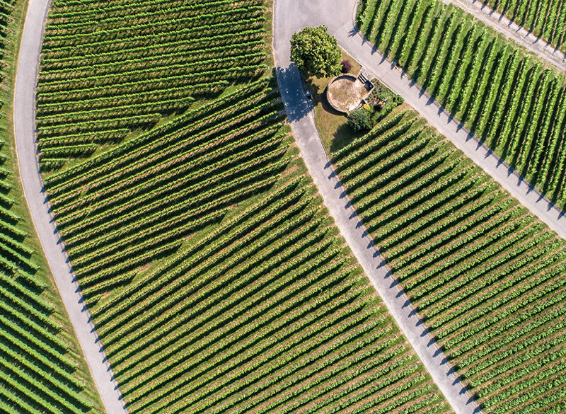 Rapporto AGRIcoltura100: quanto sono sostenibili le aziende italiane?
