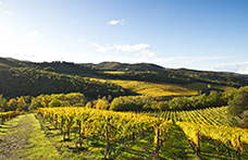 Lamole di Lamole, la finezza del Chianti Classico che nasce in altitudine