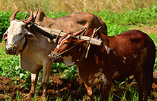 A difesa della biodinamica