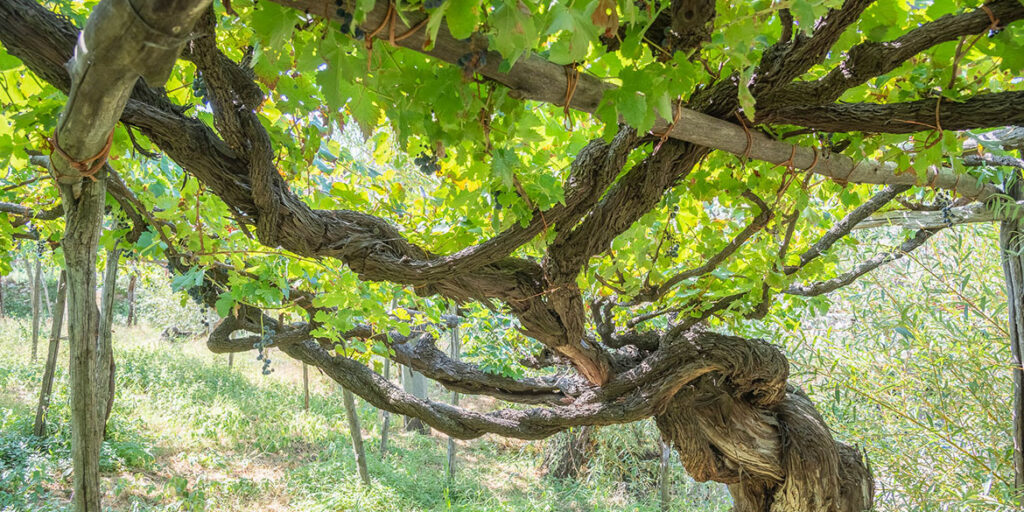 Nasce il Censimento delle Vecchie Vigne italiane