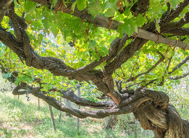 Nasce il Censimento delle Vecchie Vigne italiane