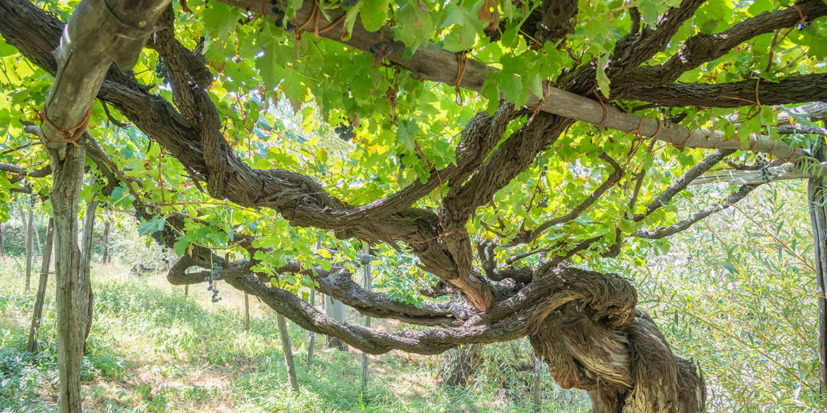 Nasce il Censimento delle Vecchie Vigne italiane