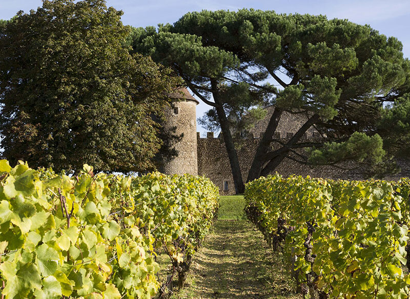 I Cru francesi hanno aperto la strada al mito del terroir