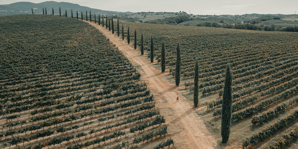 Vineyards, la nuova società che supporta nelle vendite e nelle acquisizioni