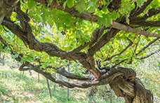 Nasce il Censimento delle Vecchie Vigne italiane