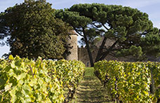 I Cru francesi hanno aperto la strada al mito del terroir