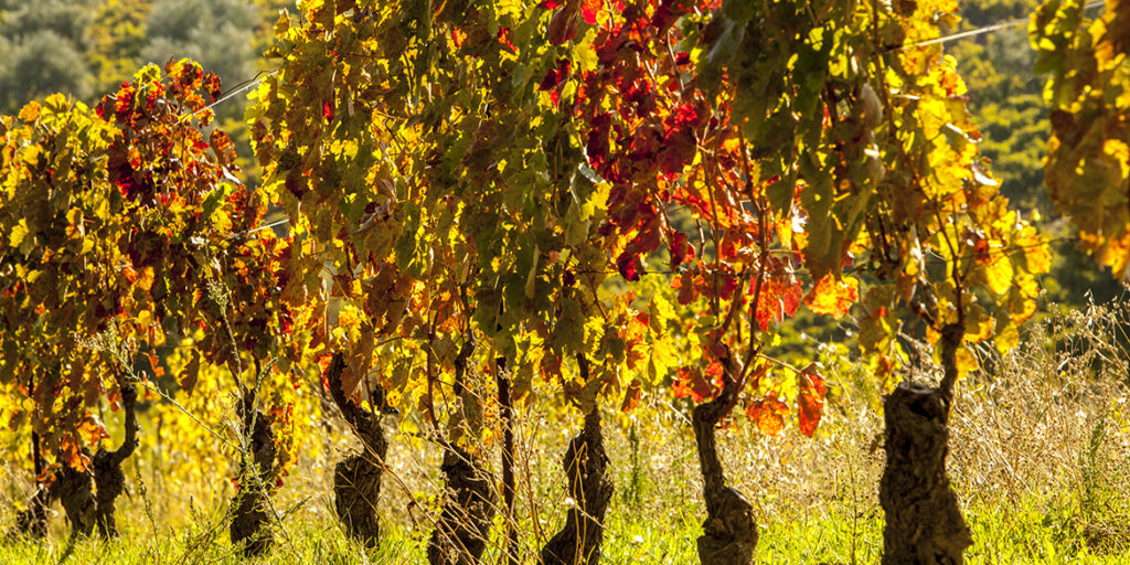 Perché (e come) salvaguardare le Vecchie Vigne