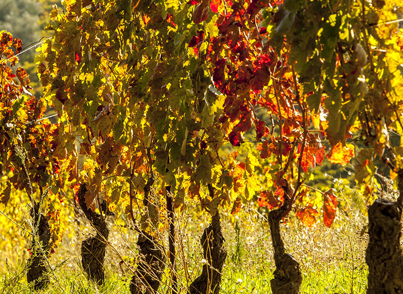 Perché (e come) salvaguardare le Vecchie Vigne