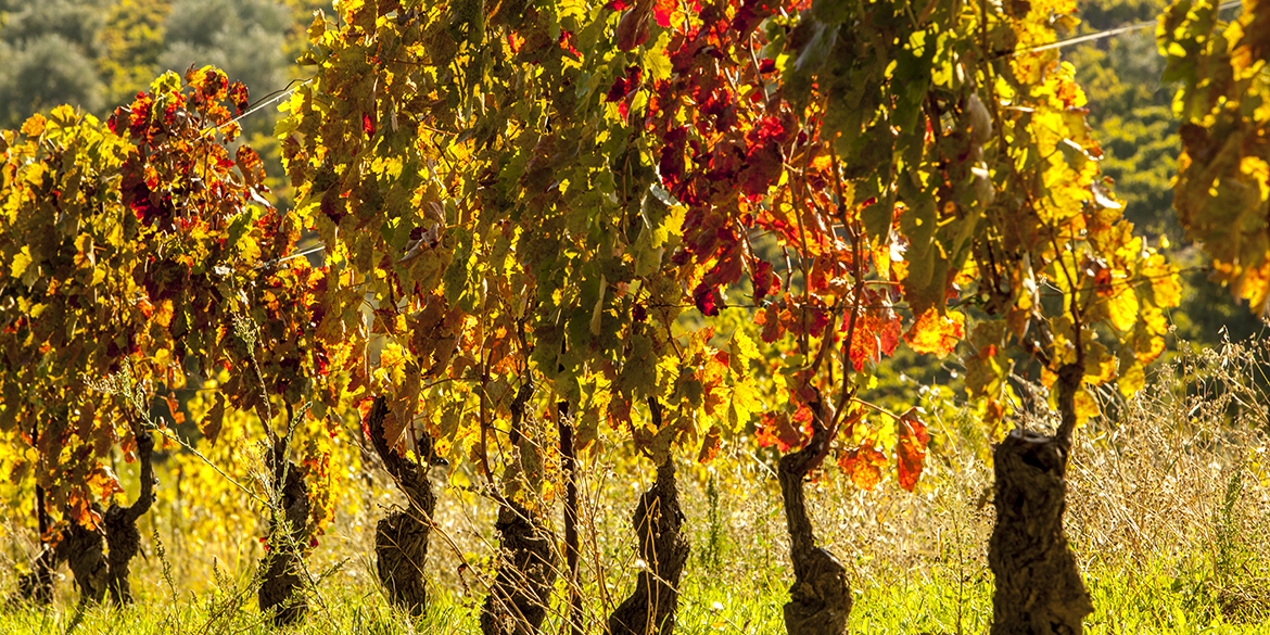 Perché (e come) salvaguardare le Vecchie Vigne