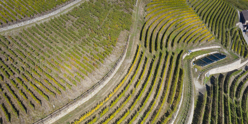 Censimento delle Vecchie Vigne: la Valle d’Aosta