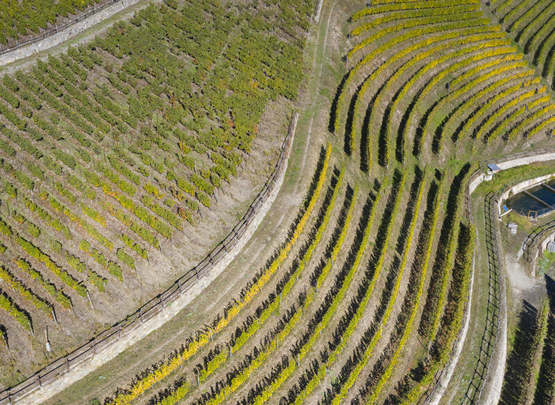 Censimento delle Vecchie Vigne: la Valle d’Aosta