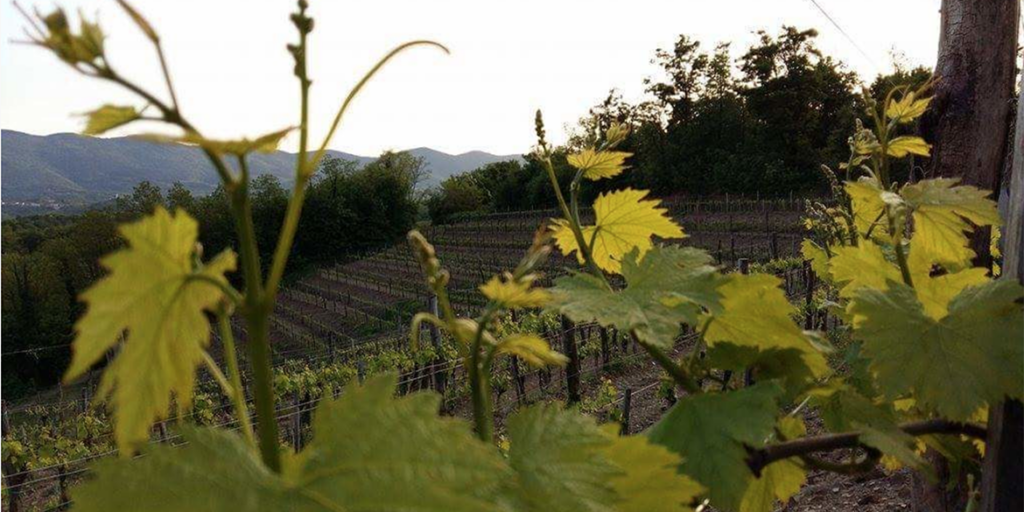 Gli interpreti del vino naturale in Basilicata