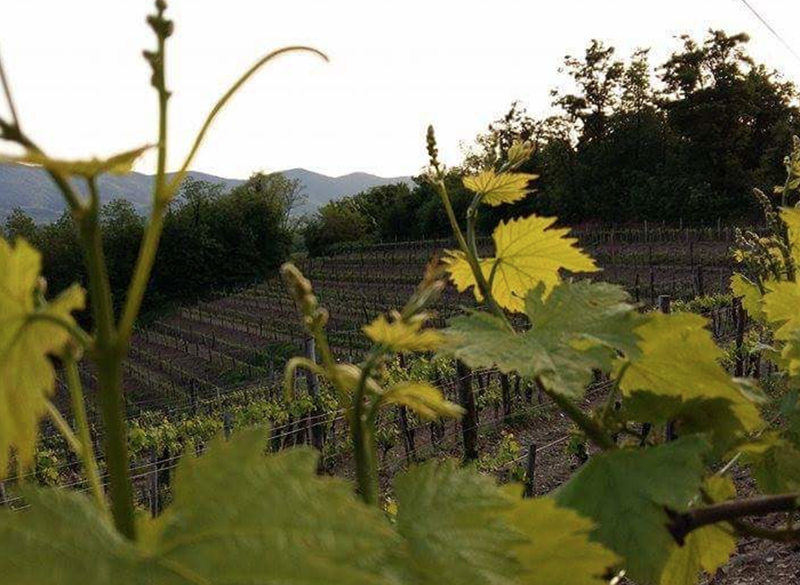Gli interpreti del vino naturale in Basilicata
