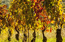 Perché (e come) salvaguardare le Vecchie Vigne