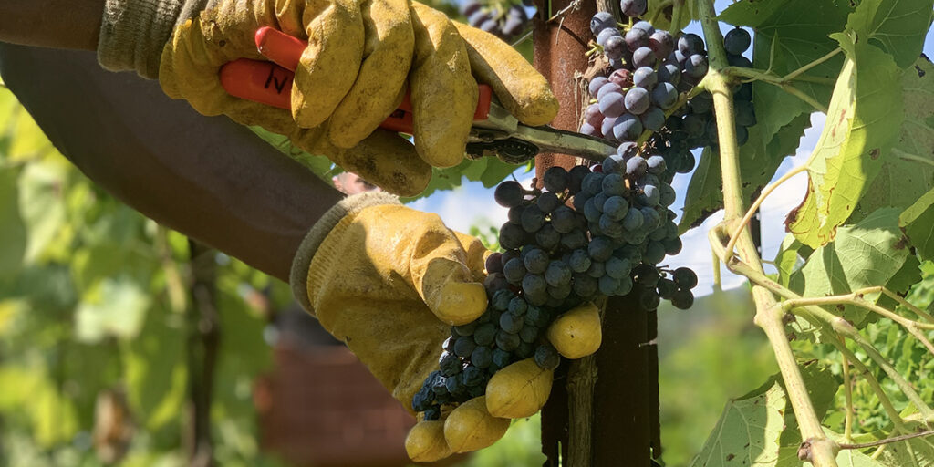 La Fondazione Mach organizza la 1ª Rassegna nazionale dei vini resistenti. Iscrizioni fino al 15 ottobre