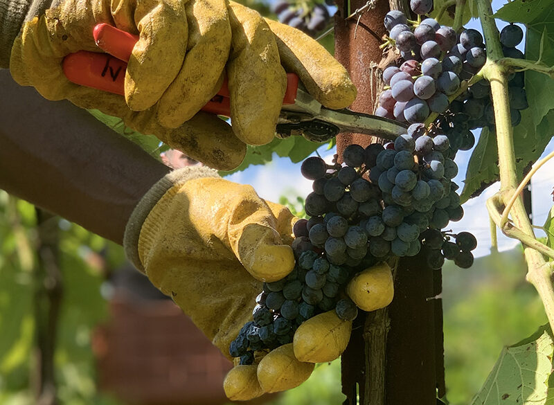 La Fondazione Mach organizza la 1ª Rassegna nazionale dei vini resistenti. Iscrizioni fino al 15 ottobre