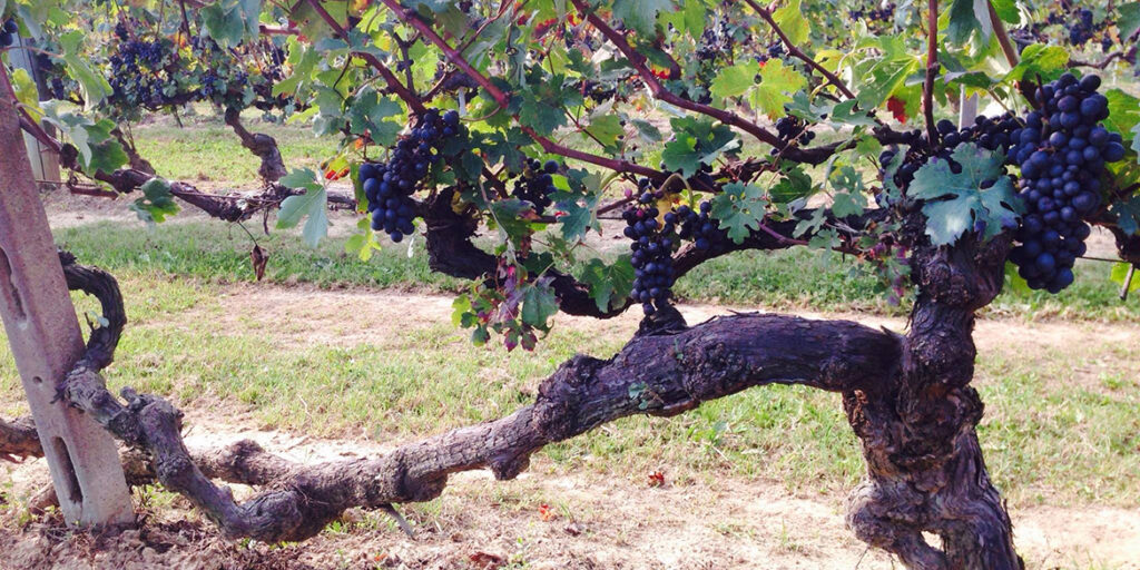 Censimento delle Vecchie Vigne: il Piemonte