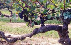 Censimento delle Vecchie Vigne: il Piemonte