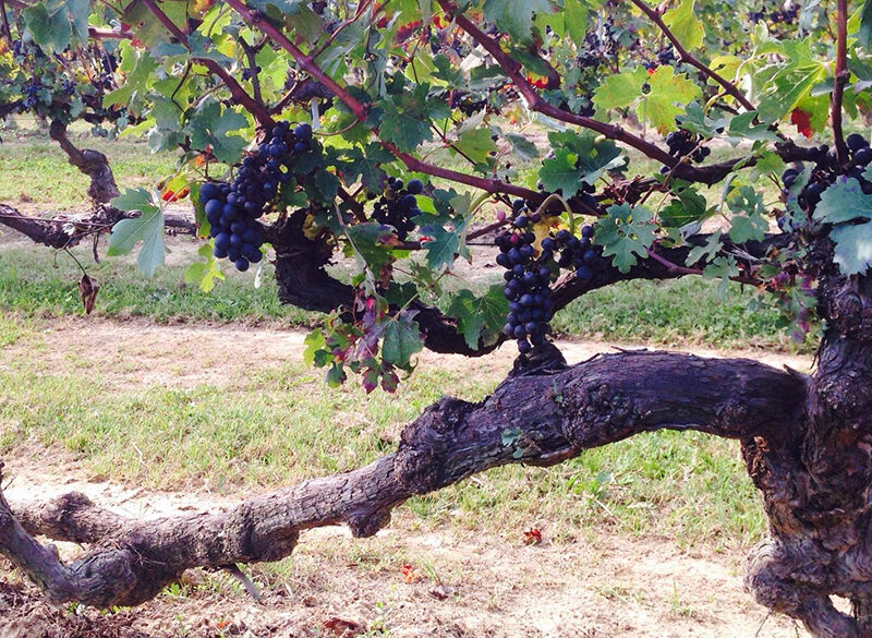 Censimento delle Vecchie Vigne: il Piemonte