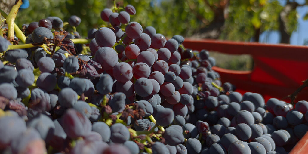 Come sta andando la vendemmia 2021 in Europa