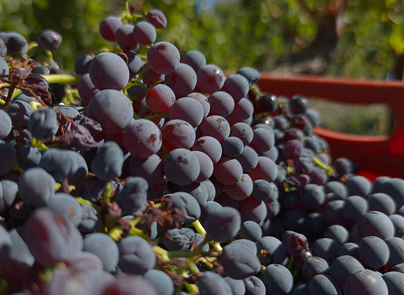 Come sta andando la vendemmia 2021 in Europa