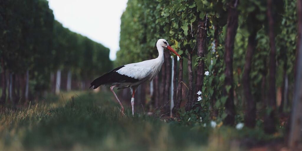 Il vino “giusto” secondo la Slow Wine Coalition